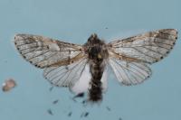 Furcula bifida