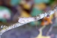 Diurnea lipsiella