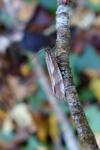 Diurnea lipsiella