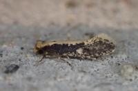 Monopis crocicapitella