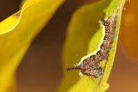 Acronicta psi