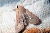 Leptologia lota