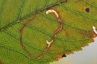 Lyonetia clerkella