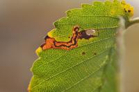 Stigmella lemniscella