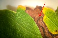 Stigmella lemniscella