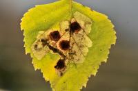 Ectoedemia occultella