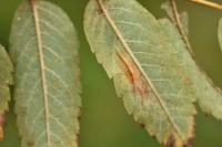 Phyllonorycter sorbi