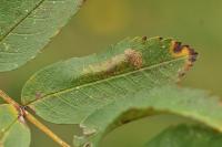 Phyllonorycter sorbi