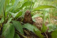Agrotis exclamationis exclamationis