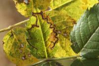 Stigmella anomalella