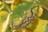 Stigmella anomalella