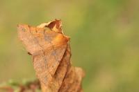 Colotois pennaria