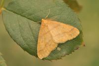 Phigaliohybernia aurantiaria