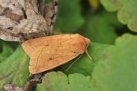 Leptologia macilenta
