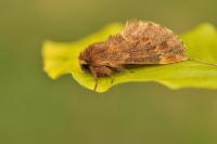 Ptilophora plumigera