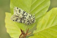 Griposia aprilina