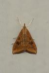 Udea ferrugalis