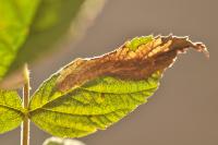 Coptotriche marginea