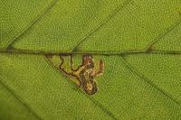 Stigmella tityrella