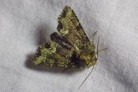 Oligia strigilis
