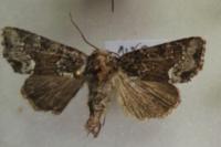 Oligia strigilis
