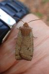Conistra erythrocephala