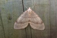 Operophtera