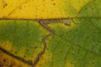 Stigmella microtheriella