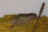 Phyllonorycter coryli