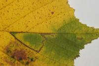 Stigmella microtheriella