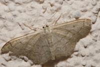 Idaea aversata