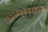 Phalera bucephala