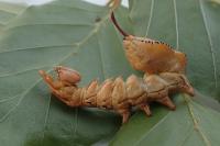 Stauropus fagi