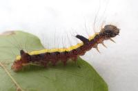 Acronicta psi