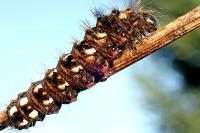 Acronicta rumicis