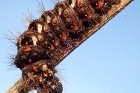 Acronicta rumicis