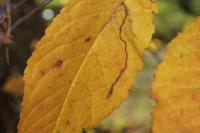 Lyonetia clerkella