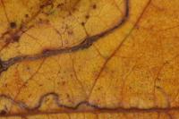 Lyonetia clerkella