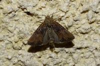 Mesoligia furuncula