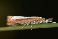 Catoptria margaritella