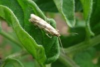 Homoeosoma sinuella