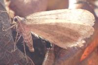 Operophtera brumata