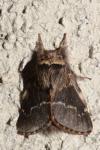 Poecilocampa populi populi