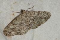 Peribatodes secundaria