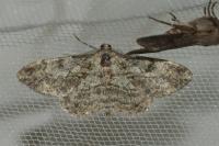 Peribatodes rhomboidaria rhomboidaria