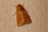 Mythimna ferrago