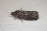 Grapholita molesta
