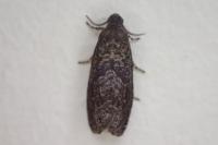 Grapholita molesta