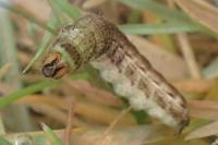 Noctua pronuba