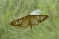 Patania ruralis